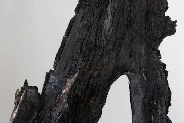 Štefan Papčo, Black Pillar, 2020. Sculpture, tree struck by lightning, 450 x 95 x 40 cm. Photo Laure Cottin Stefanelli & Manuel Wetscher
