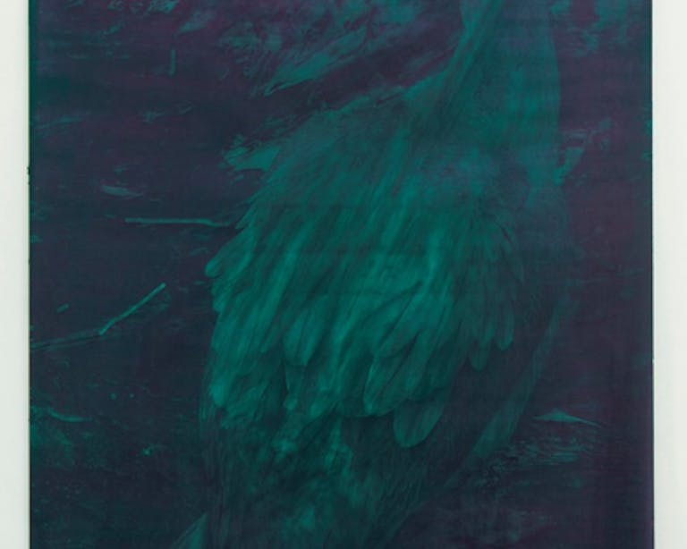 210304 Daisies by night Birde Vanheerswynghels