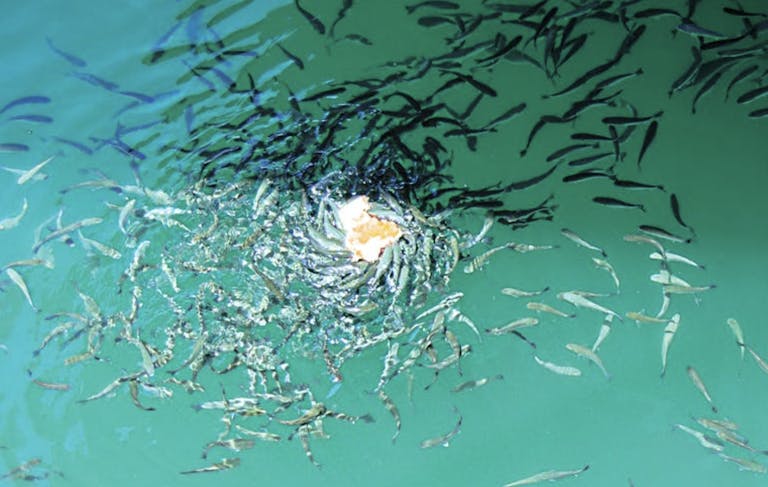 Mostafa Saifi Rahmouni, 2022