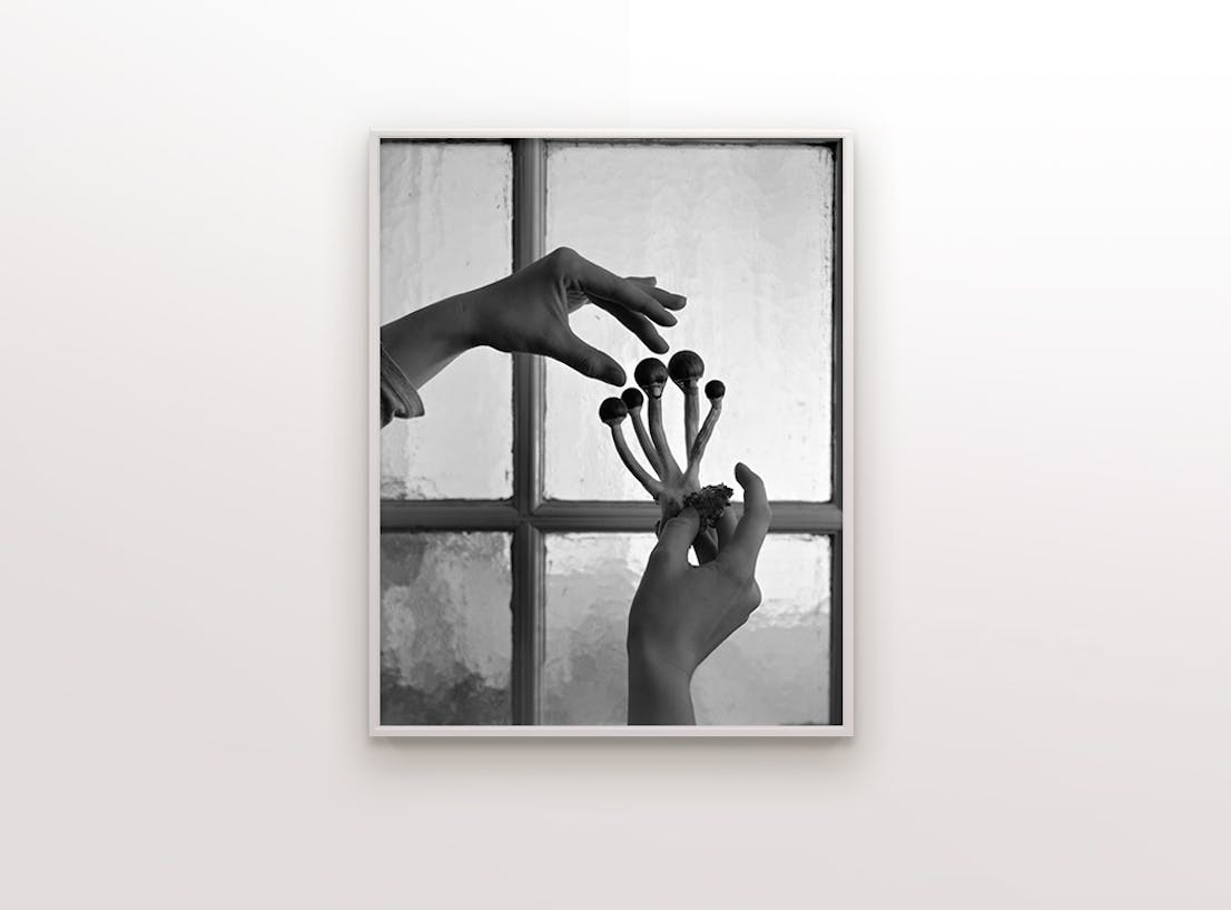 Psilocybin Cubensis framed